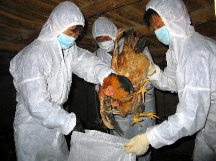 河北省疾控中心:H5N2禽流感至今未发现传染人