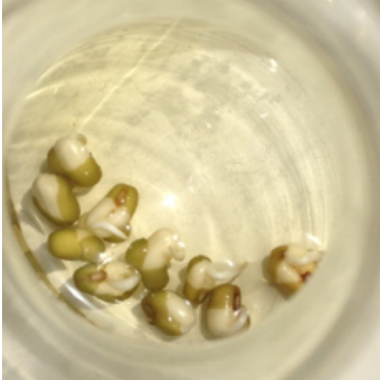 几种食物发了芽吃 营养竟然能翻倍?