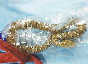 �����������汻����ҧ�� �������η�����Σ��