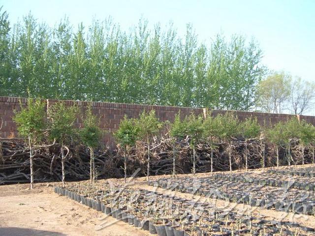 衡水六旬老农种出生态椅_大燕网河北站