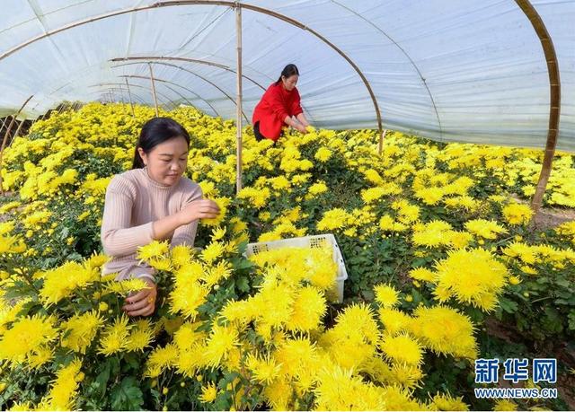 11月7日,河北省魏县魏城镇町上村农民在菊花种植基地采摘菊花.