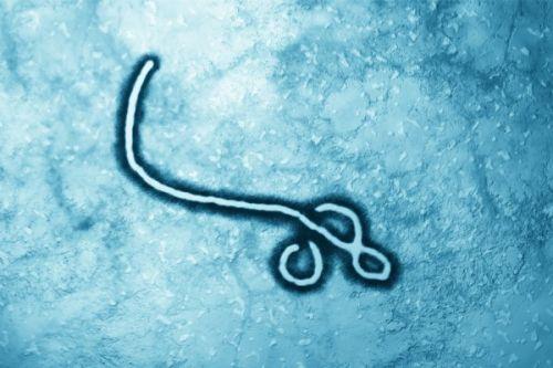 埃博拉病毒有了克星 新疫苗有效性可达100%_
