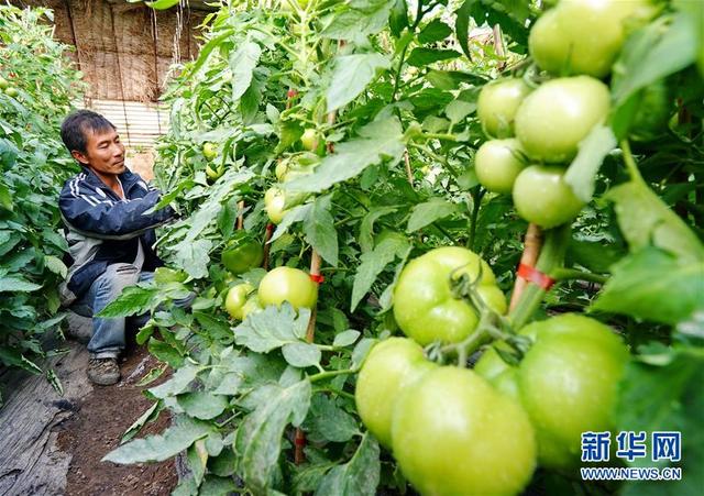 河北昌黎设施蔬菜种植助农增收