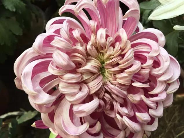 避暑山庄"人山人海"，菊花展美爆了!_大燕网河北站_腾讯网