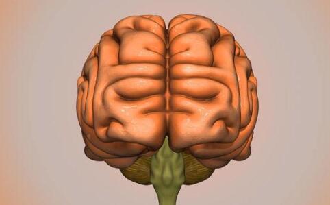 左撇子真的更聪明吗 左撇子和右脑的关系 右脑主要控制什么