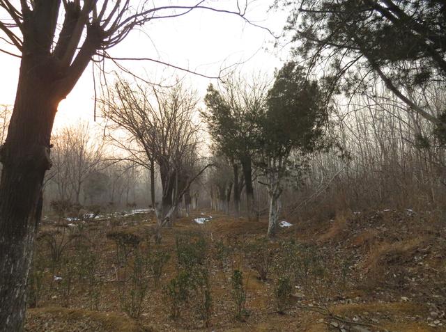 马晨东和他的植物收容所_大燕网河北站