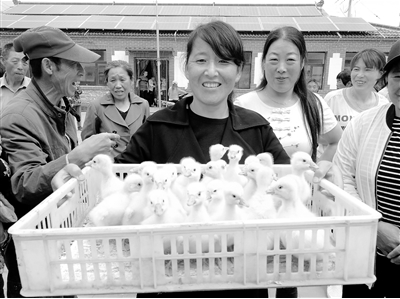 贫困村民领到了爱心鸡鹅苗