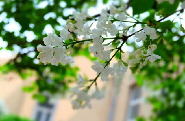 拇指上的美丽校园摄影大赛结果出炉