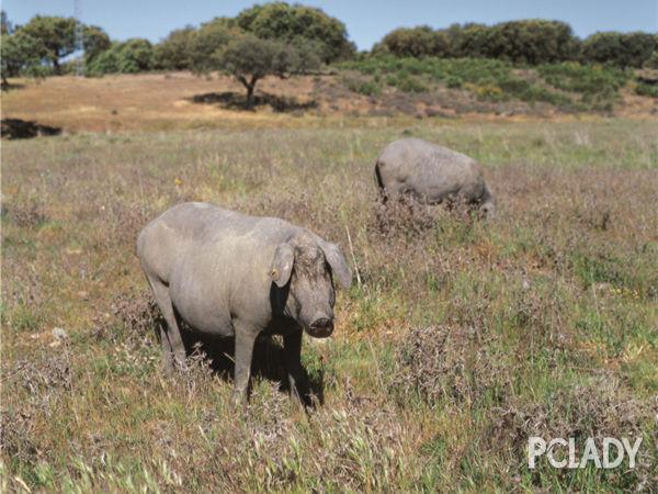 伊比利亚火腿:只为最挑剔的味蕾