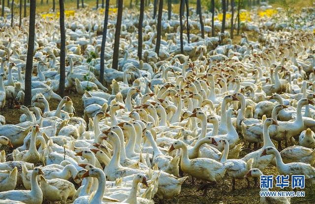 河北大城:林下养殖助推乡村振兴