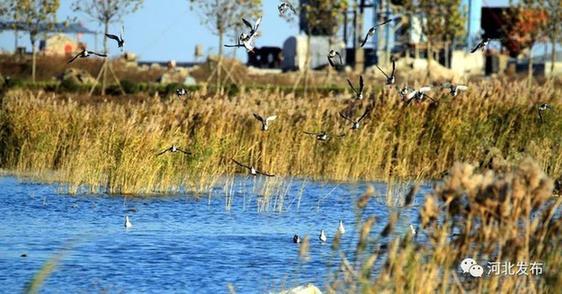 重磅!关于保定地铁最新消息来了!_大燕网河北