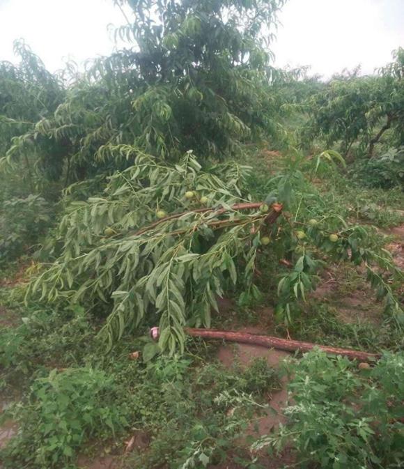 衡水市2016年夏季气候:自然灾害种类多次数多