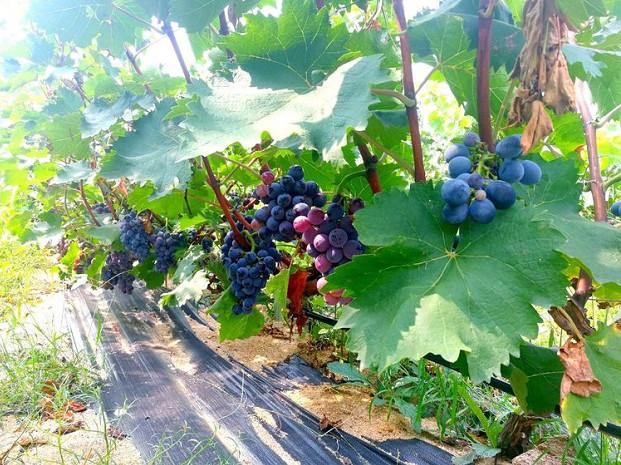 河北推出30条休闲农业与乡村旅游精品线路