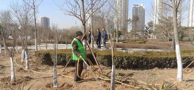 邯郸主城区绿化景观工程全面启动_大燕网河北