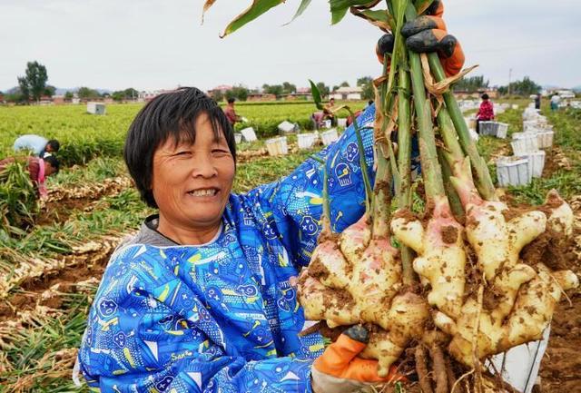 秦皇岛:生姜标准化种植丰产增收