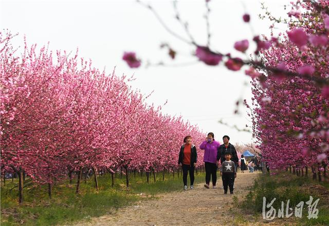 河北石家庄:赏花踏青春意浓