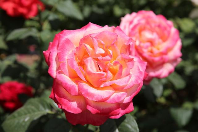 市花月季芳郁浓 栽培比武展风采