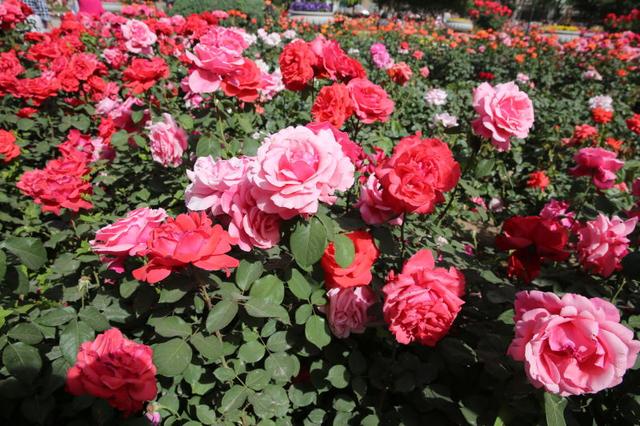 市花月季芳郁浓 栽培比武展风采