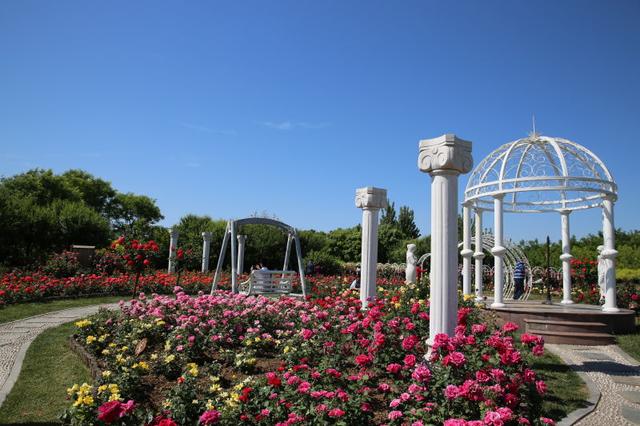 市花月季芳郁浓 栽培比武展风采