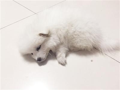 石家庄市民疑似买回“星期狗” 五天就死了