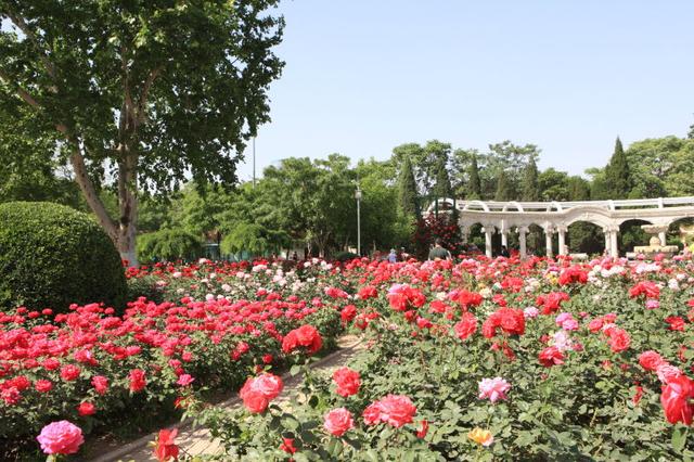 市花月季芳郁浓 栽培比武展风采