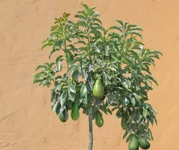 【燕知道】以后不用花钱买牛油果啦,超简单的