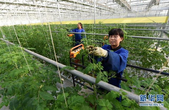 河北南和现代高效农业助推乡村振兴