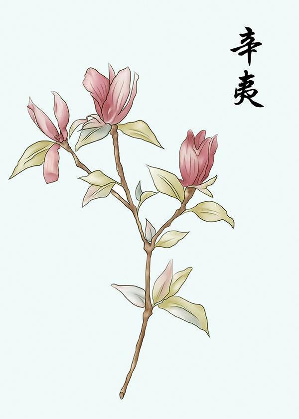 5名医学生手绘中草药图走红网络:画只黑蝎子花了十几个小时