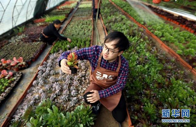 1月10日,刘振健在大棚里查看多肉植物的生长情况.