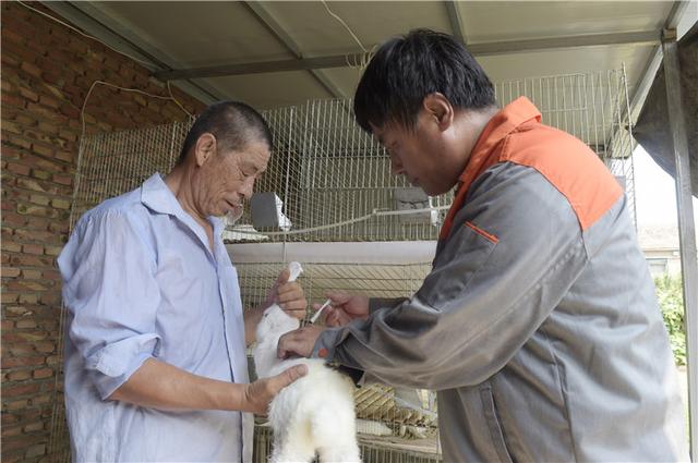 廊坊:扶贫兔助农增收