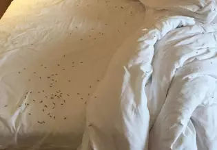 承德市民发现枕头里有虫子,怎么回事?_大燕网