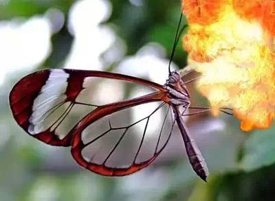 考考你的眼力:你能看出哪张图是假的吗?_大燕