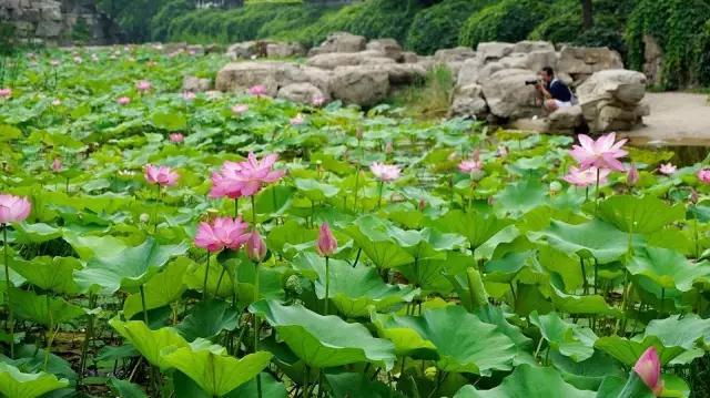 来来来~看过来~石家庄夏季赏荷花去哪里?