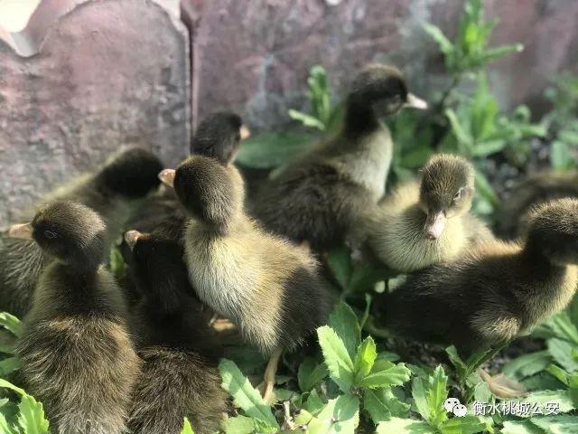 衡水警方破获一起新型诈骗案