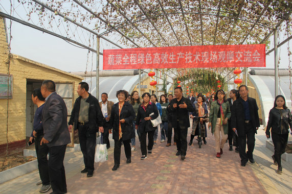 蔬菜全程绿色高效生产技术观摩活动在青县召