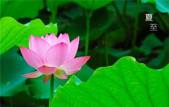 夏至未至,养生已至_大燕网河北站_腾讯网