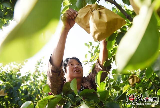 威县:梨产业助力乡村振兴