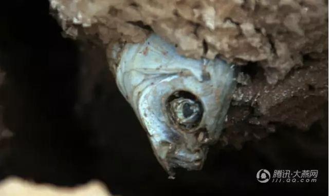 唐大嘴:警察蜀黍万达影院邀您免费看《湄公河