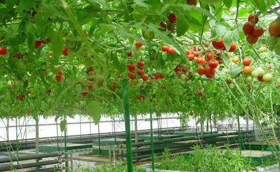 石家庄8个现代农业园区入选省级 享政策资金扶