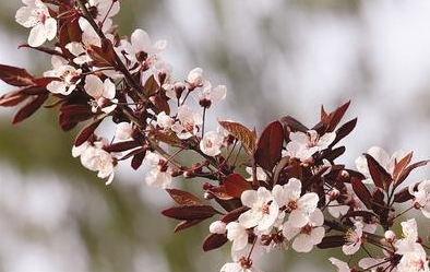 繁花里