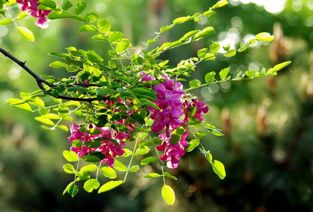 五一游玩首选地 鹿泉封龙山上赏槐花_大燕网河