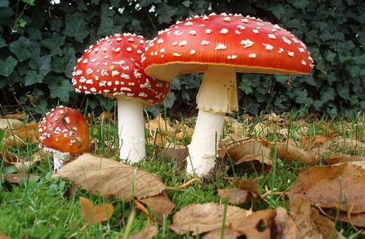 保定10岁男童吃毒蘑菇去世 图揭十种常见毒菇