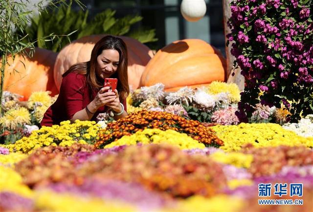 10月8日,在大厂回族自治县小厂村,游客在菊花展上拍照留念.