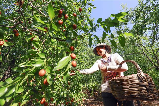 玉田：枣园飘香