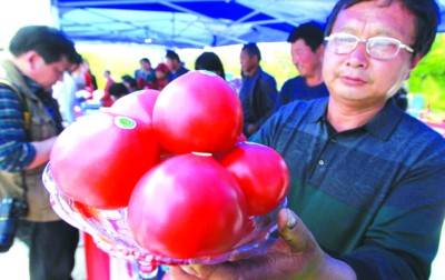 巢湖市第二届中垾番茄节开幕 最大西红柿快两斤