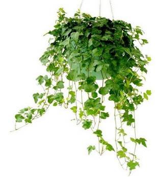 植物改善空气质量 新房装修放什么植物呢? _频