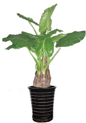 植物改善空气质量 新房装修放什么植物呢? _频