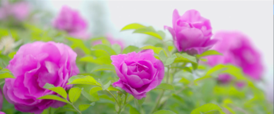 倪氏国际发布宣传片《花季》 讲述玫瑰产业奥秘