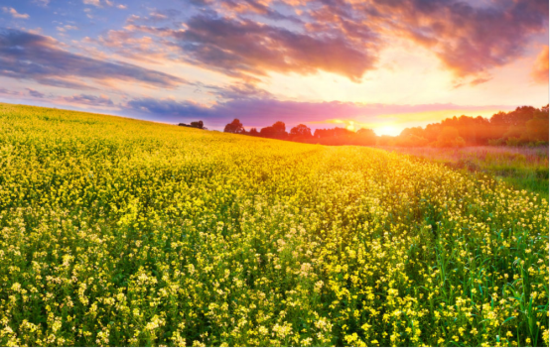 春色正好,正是相逢的好时节|文一泊心湾想在大
