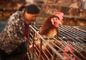 安徽大部分市县关停活禽交易 禽、蛋价格下降